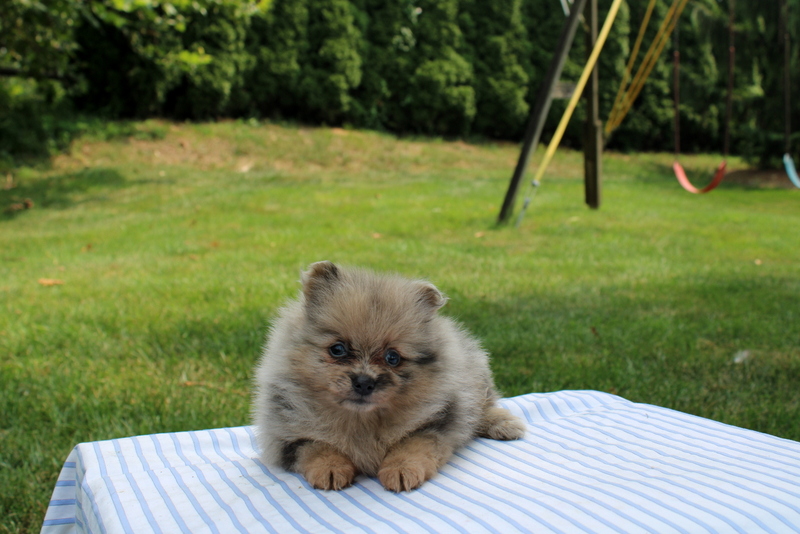 puppy, for, sale, Pomeranian, Matthew B. Stoltzfus, dog, breeder, Gap, PA, dog-breeder, puppy-for-sale, forsale, nearby, find, puppyfind, locator, puppylocator, aca